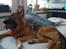 Blanding af racer Chewbacca - Chewbacca - 7½ mdr. gammel