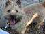 Cairn terrier Nova R.I.P.