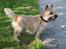Cairn terrier Nova R.I.P. - Nova på tur godt 2måneder efter operation for løs knæskal. Benet bliver bedre og bedre :)