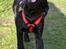 Blanding af racer Bell (labrador/boxer) - Tur i hunde skoven ;-)