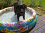 Labrador retriever Tess