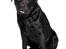 Labrador retriever Tess