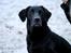 Labrador retriever Sophie *ludty*  [ lobes labrdor knirke] - godbidder i luften!