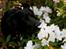 Labrador retriever Sophie *ludty*  [ lobes labrdor knirke] - i et med naturen <3
