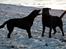 Labrador retriever Sophie *ludty*  [ lobes labrdor knirke] - hun er en værre en mod den anden hund den dag! i skal dog huske at hun ikke bider efter andre normalt. men i dette tildfælde prøvede hanhunden på lidt for meget! 