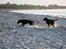 Labrador retriever Sophie *ludty*  [ lobes labrdor knirke] - tid til at stikke af!