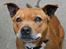 Staffordshire bull terrier (engelsk)Ginger <3 <3 <3 R.I.P <3 <3 <3 - Et af de sidste billeder af min engel..