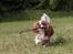 Cavalier king charles spaniel Bazil - Bazil 12 mdr
