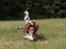 Cavalier king charles spaniel Bazil - Wee min pind