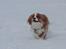 Cavalier king charles spaniel Bazil - Weee sne...