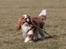 Cavalier king charles spaniel Bazil - Jeg tror nok jeg er en lab *GG*