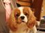 Cavalier king charles spaniel Bazil - Smukke Bazil