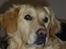 Golden retriever Melba