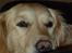 Golden retriever Melba