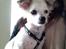 Chihuahua Mojo