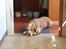 Beagle **Darwin** - Smukke hund.