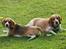 Beagle **Darwin** - Et smukt par!