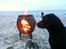 Labrador retriever Sophie *ludty*  [ lobes labrdor knirke] - hun elsker at hygge ved stranden!