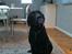 Labrador retriever Sophie *ludty*  [ lobes labrdor knirke] - sophie eeeelsker sin sudt! ;D
