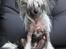 Chinese crested hårløs } Chelsy - 30. Juni, 2012.