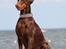 Dobermann Serbian Star V Masterhof