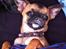 Chihuahua Bella - Man skal gøre hvad man er god til.! Elsker at putte under mors dyne.. ;)