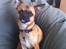 Chihuahua Bella