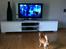 Chihuahua Bella - Bella var mere interesseret i at følge med i Beverly hills chihuahua 2 ind min datter.. haha