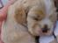 Amerikansk cocker spaniel Milo - 21 dage gammel, og man vejer nu 846 gram. Man er ved at blive en stor hund, selvom kuldsøsteren er noget større.