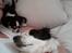 Chihuahua Buddha's Best Buddie <3