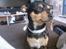 Blanding af racer Julle