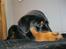 Rottweiler Amy (Solgt)