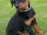 Rottweiler Amy (Solgt)