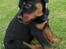 Rottweiler Amy (Solgt)
