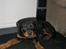 Rottweiler Amy (Solgt)