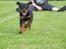 Rottweiler Amy (Solgt)