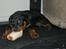 Rottweiler Amy (Solgt)