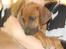 Rhodesian ridgeback Hazinas 6th Fahari by U