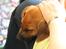 Rhodesian ridgeback Hazinas 6th Fahari by U