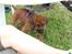 Rhodesian ridgeback Hazinas 6th Fahari by U