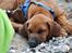 Rhodesian ridgeback Hazinas 6th Fahari by U