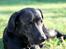 Labrador retriever Sophie *ludty*  [ lobes labrdor knirke] - sommer! :D