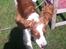 Welsh springer spaniel Thilde