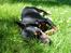 Dvaergpinscher King (2003 - 2016)