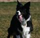 Border collie Solfari´s Holly <3