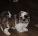Shih tzu Knud