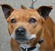 Staffordshire bull terrier (engelsk)Ginger <3 <3 <3 R.I.P <3 <3 <3