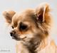 Chihuahua Louiiiis