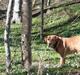 Labrador retriever Timon