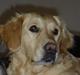 Golden retriever Melba